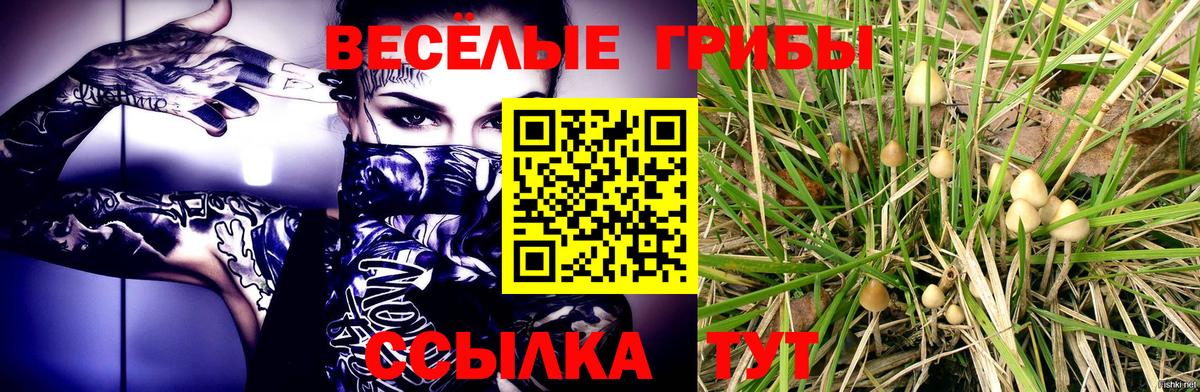 Галлюциногенные грибы Psilocybe Елизово